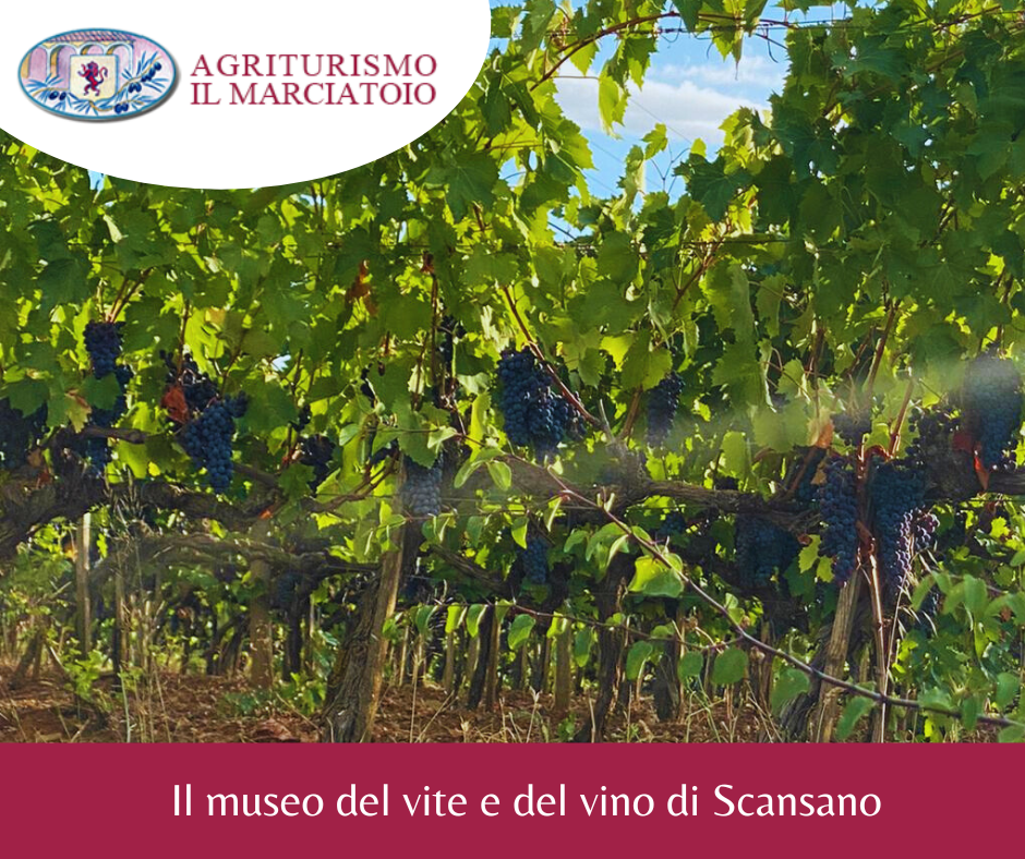 Museo del Vino Scansano Agriturismo con ristorante il Marciatoio (2)