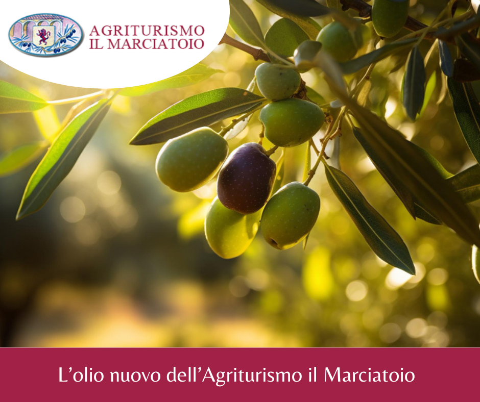 Agriturismo Scansano Toscana, l'olio nuovo dell'Agriturismo il Marciatoio